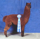 alpaca for sale