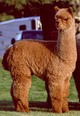 alpaca for sale