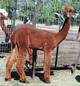 alpaca for sale