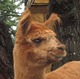 alpaca for sale