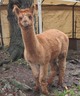 alpaca for sale