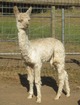 alpaca for sale