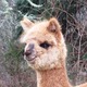 alpaca for sale