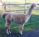 alpaca for sale