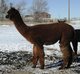 alpaca for sale