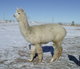 alpaca for sale