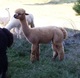 alpaca for sale