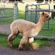 alpaca for sale