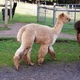 alpaca for sale