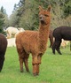 alpaca for sale