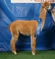 alpaca for sale