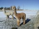 alpaca for sale