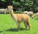 alpaca for sale