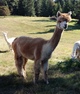 alpaca for sale