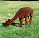 alpaca for sale