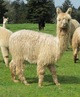 alpaca for sale