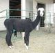 alpaca for sale