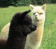 alpaca for sale