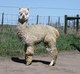 alpaca for sale