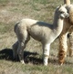 alpaca for sale