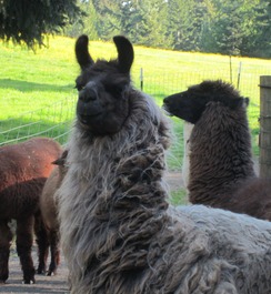 Stella - Guard Llama in charge