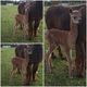 2017 female cria - Rossi