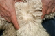 Leona's front leg fleece