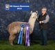 Son, J-Rod, owned by Black Hills Alpacas