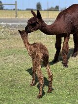 alpaca for sale