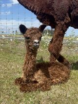 alpaca for sale