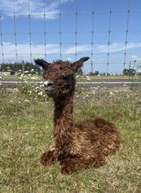 alpaca for sale