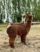 alpaca for sale