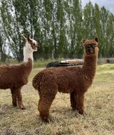 alpaca for sale