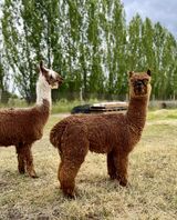 alpaca for sale