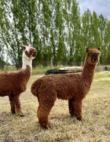 alpaca for sale