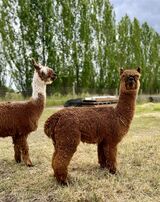 alpaca for sale