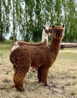 alpaca for sale