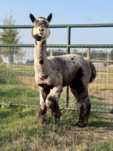 alpaca for sale