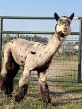 alpaca for sale