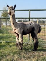 alpaca for sale