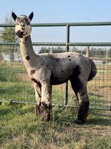 alpaca for sale