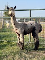 alpaca for sale