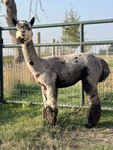 alpaca for sale