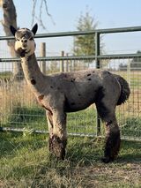 alpaca for sale