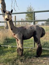 alpaca for sale