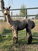 alpaca for sale