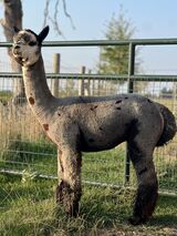 alpaca for sale