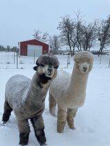 alpaca for sale