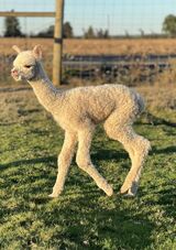 alpaca for sale