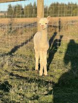 alpaca for sale